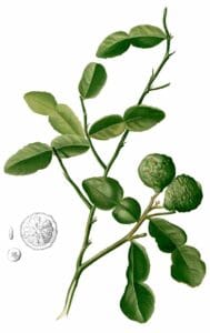 plant de combava