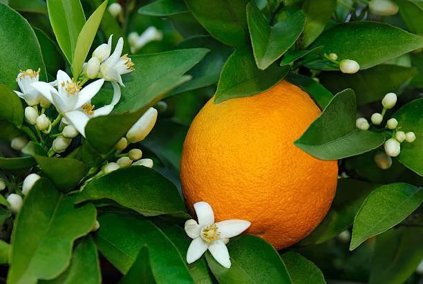 fleur d'oranger