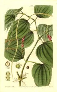 poivre de kampot